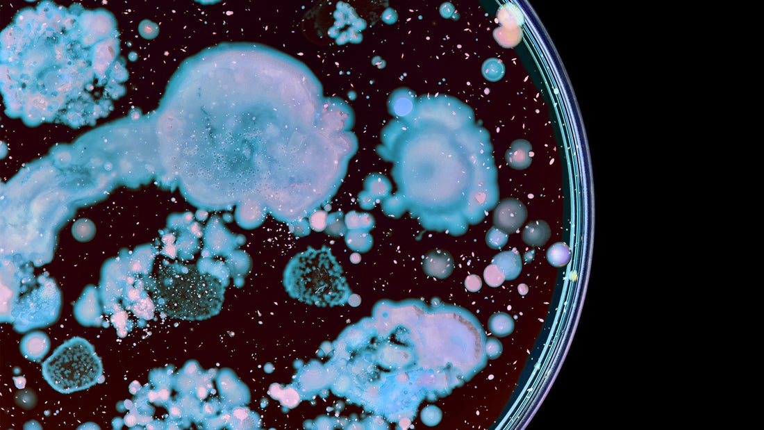 Your Guide to Probiotic Skin Care: Is It Worth the Hype - Gladskin