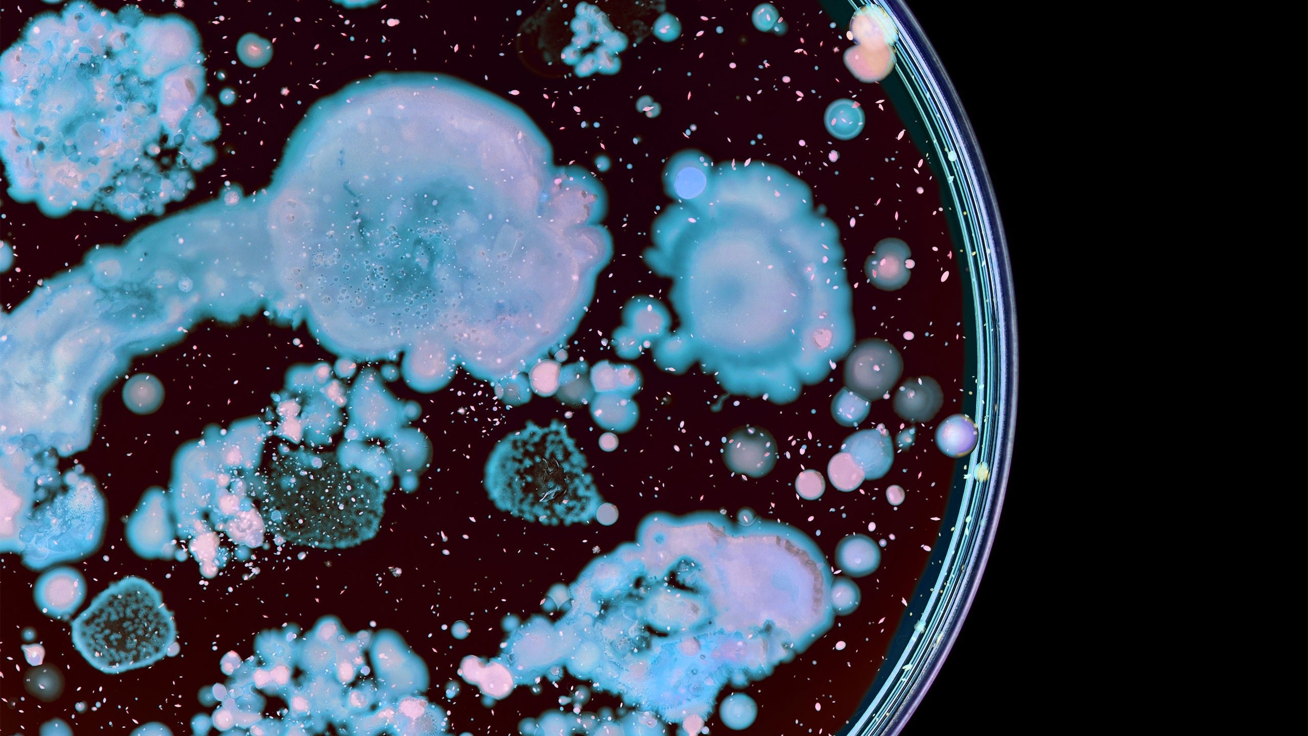 Your Guide to Probiotic Skin Care: Is It Worth the Hype - Gladskin